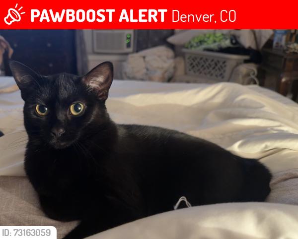 Lost Female Cat last seen 96th and Federal, Denver, CO 80260