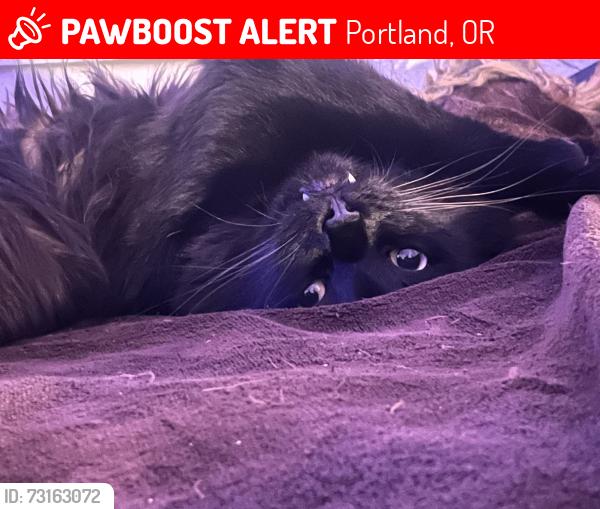 Lost Male Cat last seen Denver and interstate, Portland, OR 97217