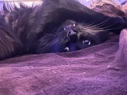 Lost Male Cat last seen Denver and interstate, Portland, OR 97217