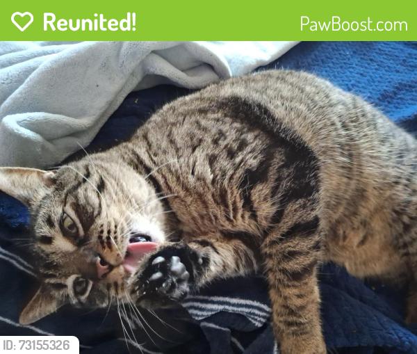 Reunited Male Cat last seen Section and Division, Mount Vernon, WA 98274