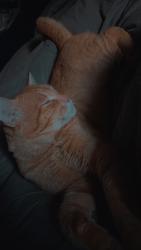 Reunited Male Cat last seen Morningstar, Bend, OR 97701
