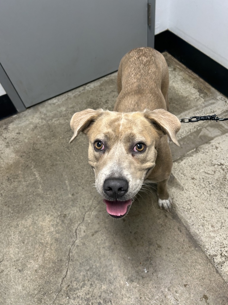 Shelter Stray Female Dog last seen Bandix Road SE, OLALLA, WA, 98359, 9167 Dickey Rd NW, Silverdale, WA 98383, USA