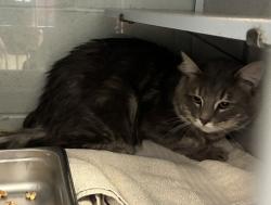 Shelter Stray Male Cat last seen Near S 400 W, SALT LAKE CITY, UT, 84116, 511 W 3900 S, Salt Lake City, UT 84123, USA