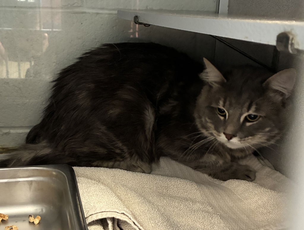 Shelter Stray Male Cat last seen Near S 400 W, SALT LAKE CITY, UT, 84116, 511 W 3900 S, Salt Lake City, UT 84123, USA