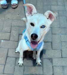 Shelter Stray Unknown Dog last seen Near E William Cannon Drive, AUSTIN, TX, 78745, 7201 Levander Loop bldg a, Austin, TX 78702, USA