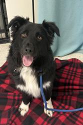 Shelter Stray Male Dog last seen Near W State Highway, Copperton Township, UT, 84006, 511 W 3900 S, Salt Lake City, UT 84123, USA