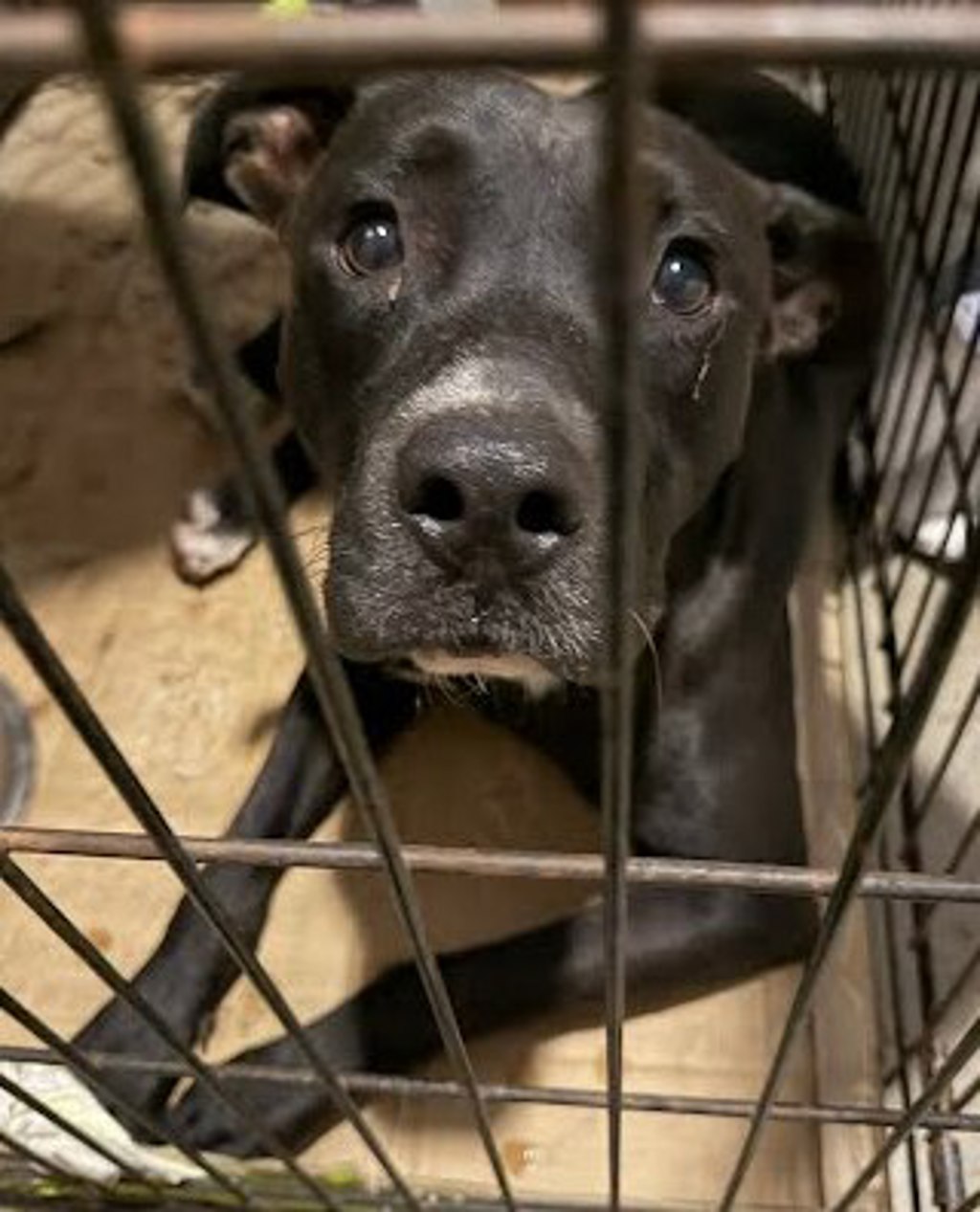 Shelter Stray Male Dog last seen Near Fagerquist Road, DEL VALLE, TX, 78617, 7201 Levander Loop bldg a, Austin, TX 78702, USA