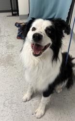Shelter Stray Male Dog last seen Near S 4460 W, Kearns Township, UT, 84118, 511 W 3900 S, Salt Lake City, UT 84123, USA