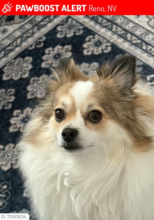 Lost Female Dog last seen Around Pimlico Street and Ferrari Mcleod Blvd, Reno, NV 89512