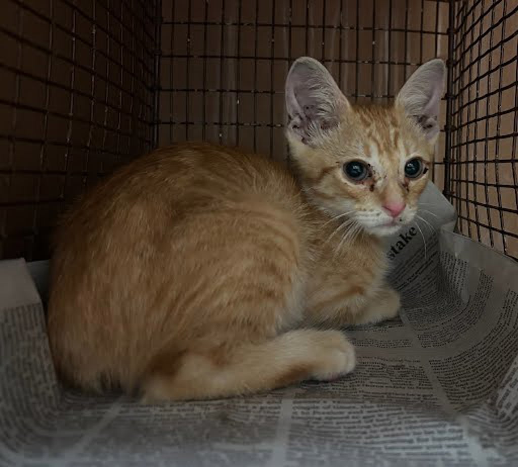 Shelter Stray Male Cat last seen Near North Drive, AUSTIN, TX, 78753, 7201 Levander Loop bldg a, Austin, TX 78702, USA