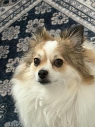 Lost Female Dog last seen Around Pimlico Street and Ferrari Mcleod Blvd, Reno, NV 89512