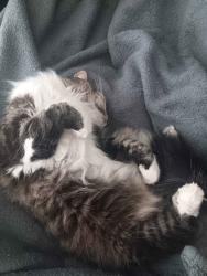 Reunited Female Cat last seen Burton & 86th Ave., Vancouver, WA 98662