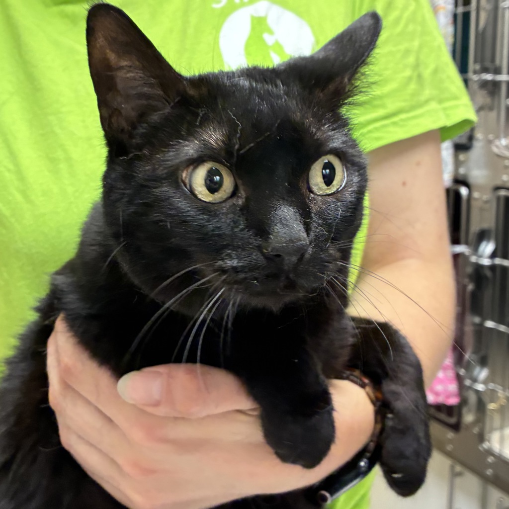 Shelter Stray Female Cat last seen NW 16th & Burnside, OR, 1700 W Historic Columbia River Hwy, Troutdale, OR 97060, USA