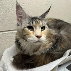 Shelter Stray Female Cat last seen sw 4th / harrison, OR, 1700 W Historic Columbia River Hwy, Troutdale, OR 97060, USA