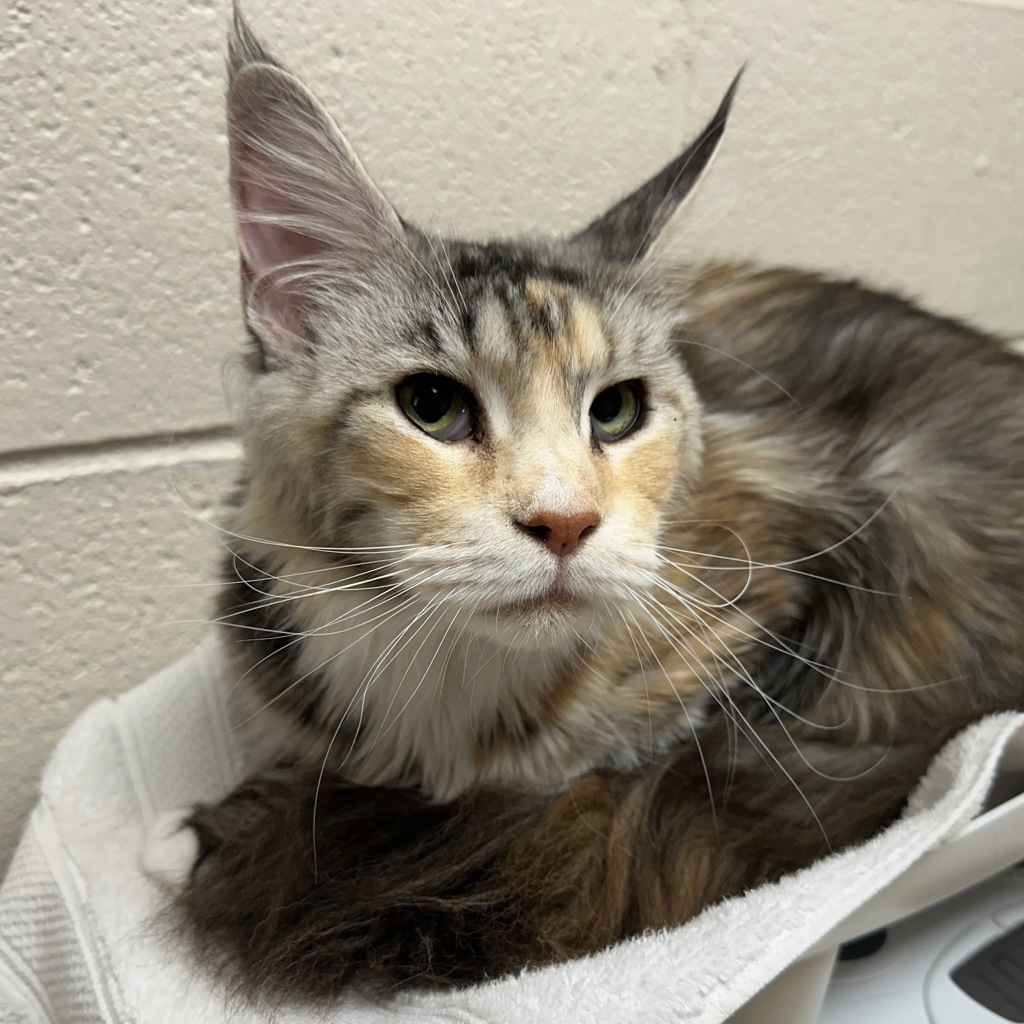 Shelter Stray Female Cat last seen sw 4th / harrison, OR, 1700 W Historic Columbia River Hwy, Troutdale, OR 97060, USA