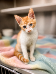 Shelter Stray Male Cat last seen Near Chimney Rock Boulevard, LAFAYETTE, LA, 70508, 410 Dugas Rd, Lafayette, LA 70507, USA