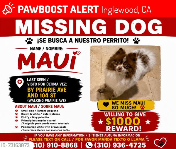 Lost Male Dog last seen By 104th and 105th Inglewood ca 90303, Inglewood, CA 90303