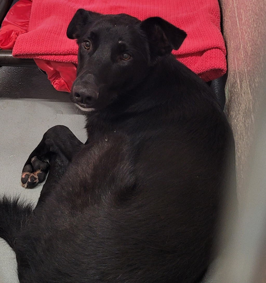 Shelter Stray Unknown Dog last seen SE 122nd ave and sE Foster, OR, 1700 W Historic Columbia River Hwy, Troutdale, OR 97060, USA