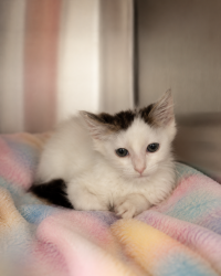 Shelter Stray Female Cat last seen Near Live Oak Drive, LAFAYETTE, LA, 70503, 410 Dugas Rd, Lafayette, LA 70507, USA