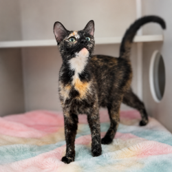 Shelter Stray Female Cat last seen Near Chimney Rock Boulevard, LAFAYETTE, LA, 70508, 410 Dugas Rd, Lafayette, LA 70507, USA