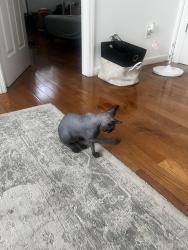 Reunited Female Cat last seen On 63rd street and bayparkway, Brooklyn, NY 11204