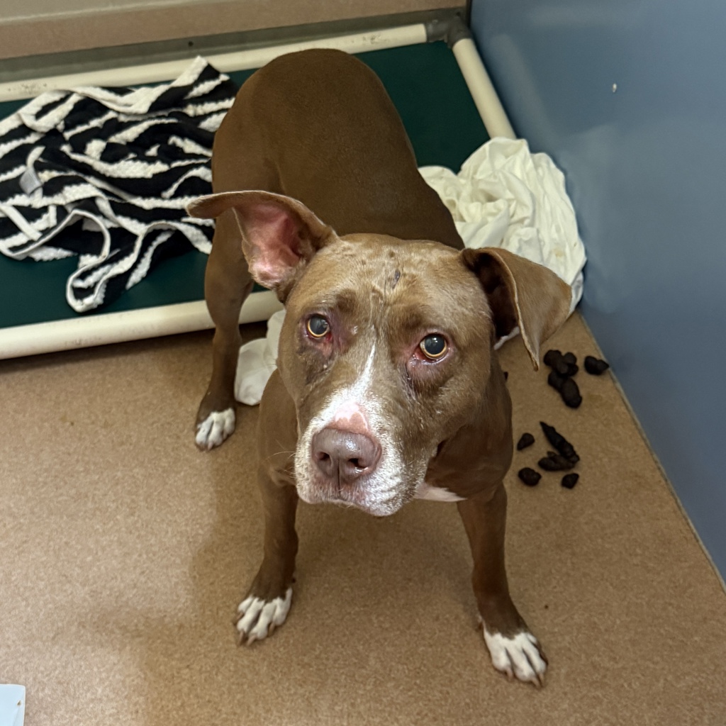 Shelter Stray Female Dog last seen IB, Imperial Beach, CA, 91932, 5500 Gaines St, San Diego, CA 92110, USA