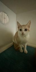 Shelter Stray Female Cat last seen Near Cedar Road, Oceanside, CA, 92056, Oceanside, CA 92058, USA