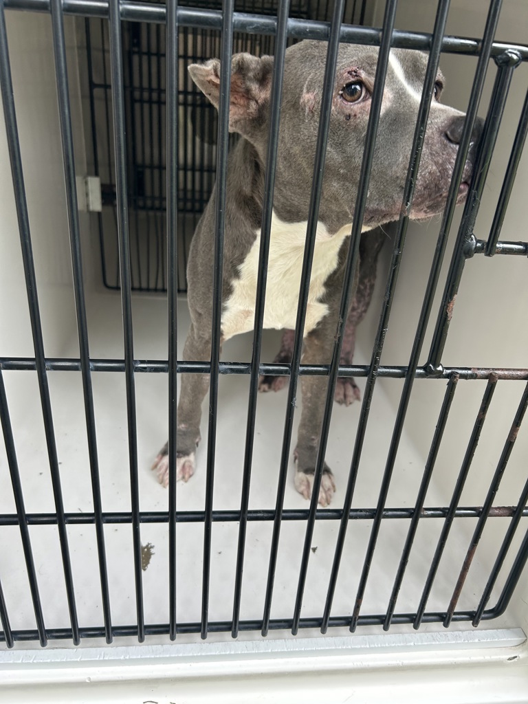 Shelter Stray Female Dog last seen Near MacGregory Street, VIRGINIA BEACH, VA, 23464, 341 S Birdneck Rd, Virginia Beach, VA 23451, USA