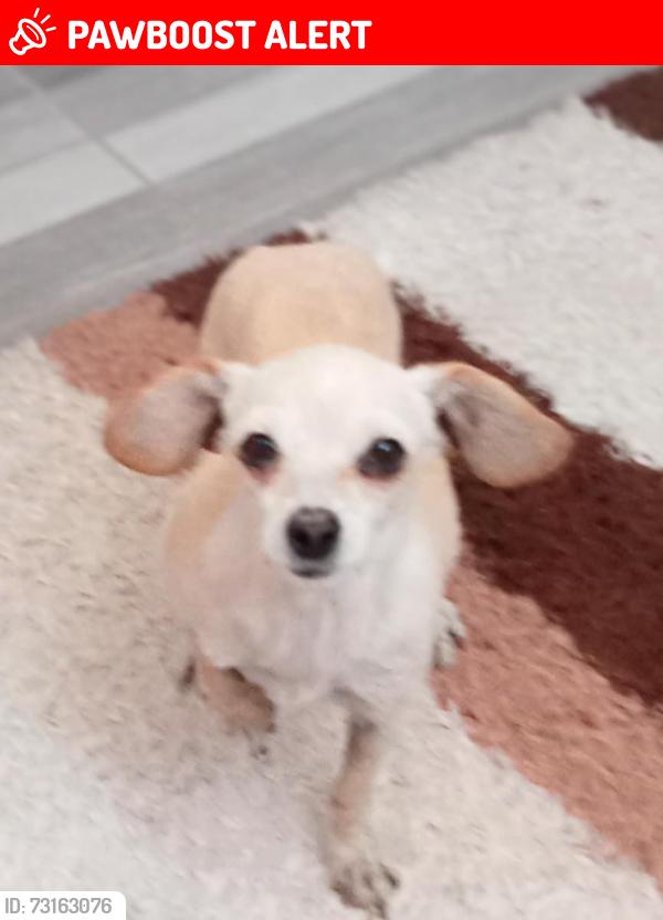 Lost Female Dog last seen Loma linda privada 4 sur, Heroica Puebla de Zaragoza, Pue. 72477