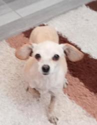 Lost Female Dog last seen Loma linda privada 4 sur, Heroica Puebla de Zaragoza, Pue. 72477