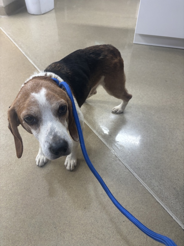 Shelter Stray Male Dog last seen Meadowdale Blvd, North Chesterfield, VA, 23234, 9300 Public Works Rd, Chesterfield, VA 23832, USA