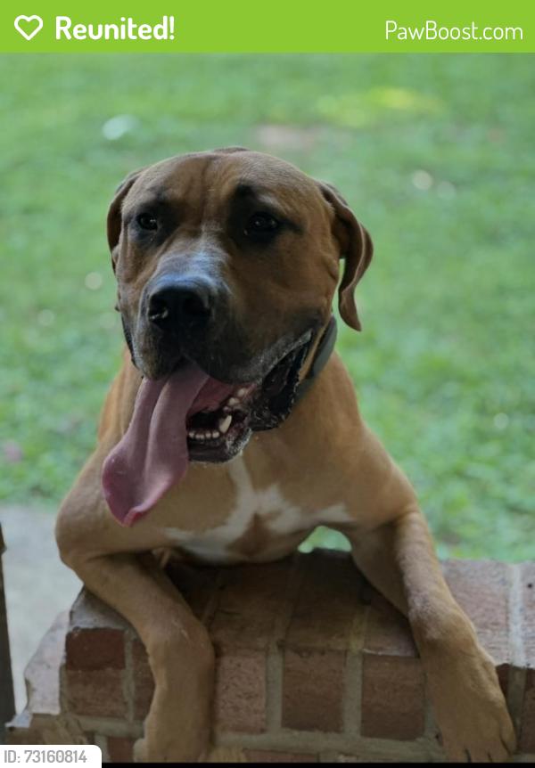 Reunited Male Dog last seen Hampstead Dr, High Point, NC 27260