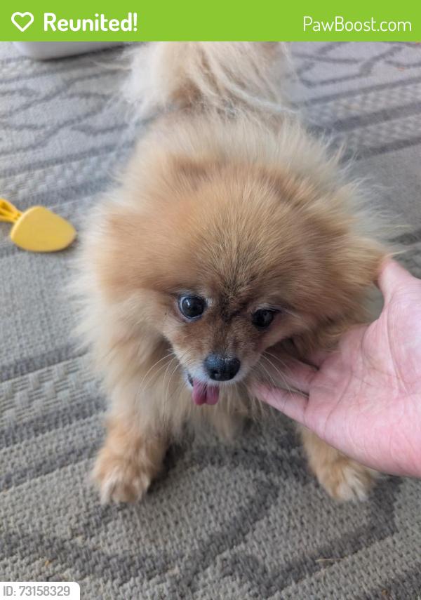 Reunited Female Dog last seen Applegate Dr, Tallyho Dr, Sacramento, CA 95826