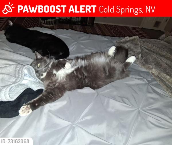 Lost Male Cat last seen Desert Lake Dr at Hedge Court, Cold Springs, NV 89508