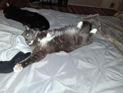 Lost Male Cat last seen Desert Lake Dr at Hedge Court, Cold Springs, NV 89508