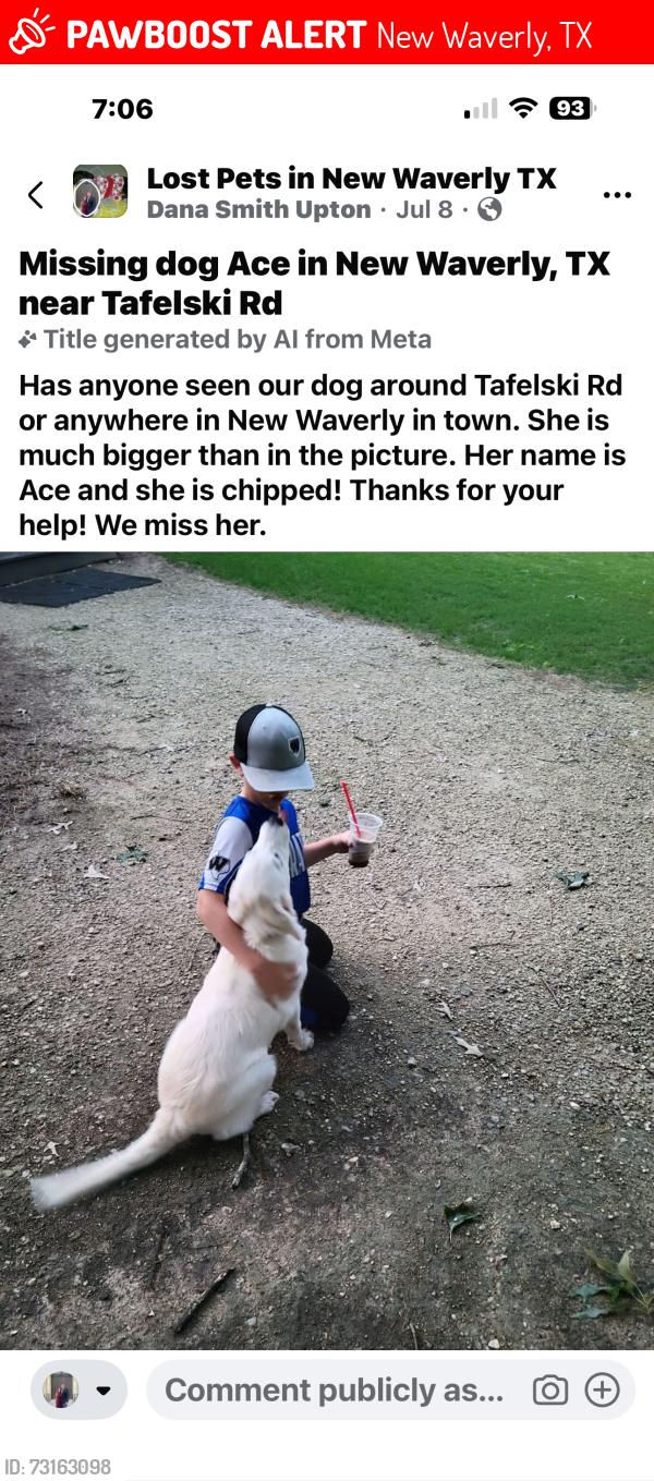 Lost Female Dog last seen Near interstate, New Waverly, TX 77358