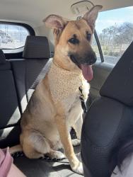 Lost Female Dog last seen Hackberry and Steve's, San Antonio, TX 78210