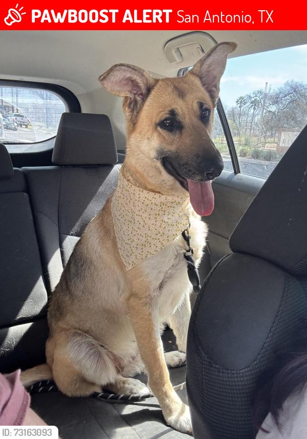 Lost Female Dog last seen Hackberry and Steve's, San Antonio, TX 78210