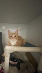 Shelter Stray Female Cat last seen Near Cedar Road, Oceanside, CA, 92056, Oceanside, CA 92058, USA