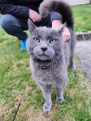 Lost Male Cat last seen Near 119 ave pitt meadows, Pitt Meadows, BC V3Y 2A8