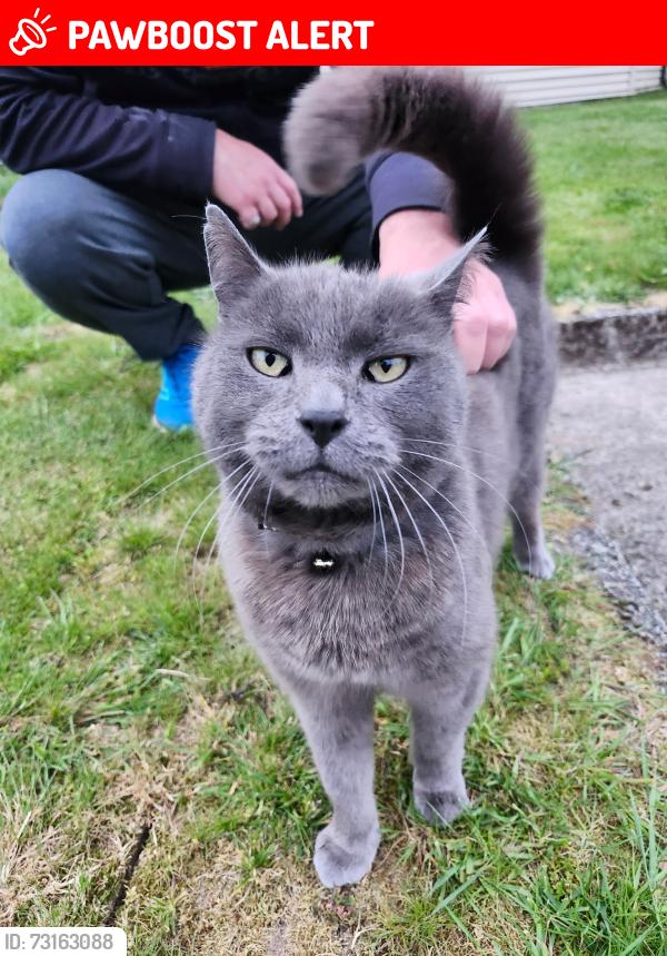 Lost Male Cat last seen Near 119 ave pitt meadows, Pitt Meadows, BC V3Y 2A8