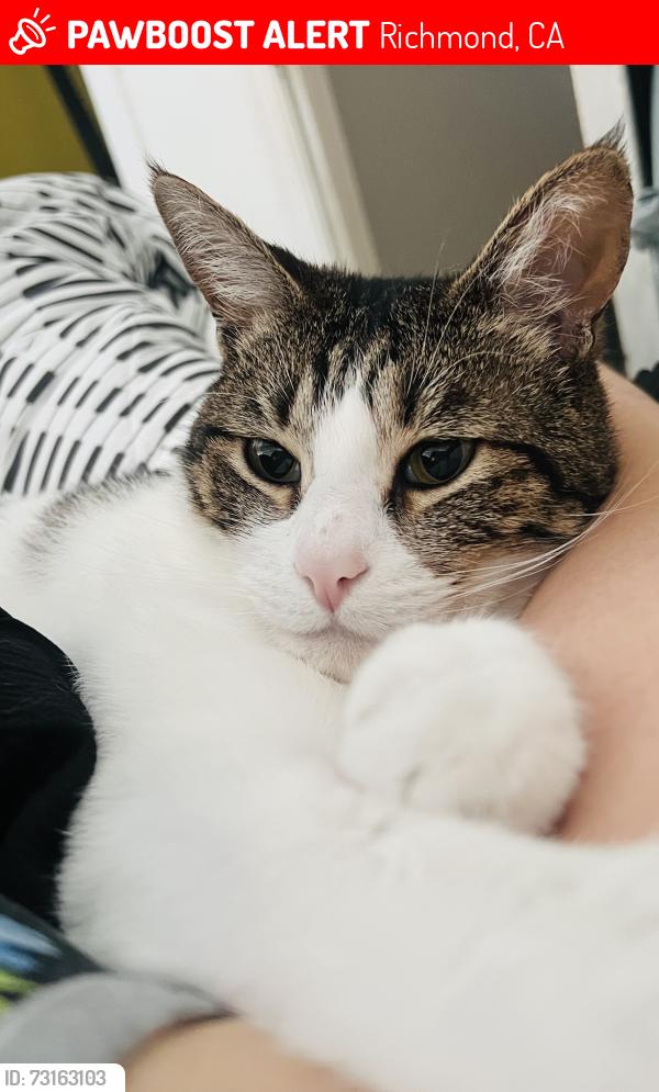 Lost Male Cat last seen Tulare, Richmond, CA 94805