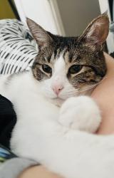 Lost Male Cat last seen Tulare, Richmond, CA 94805