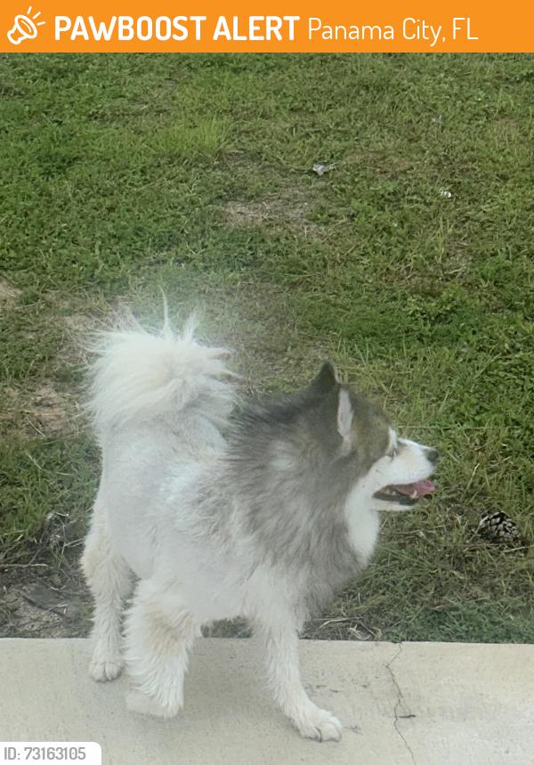 Found/Stray Unknown Dog last seen Lyndell lane Panama City Beach FL, Panama City, FL 32407