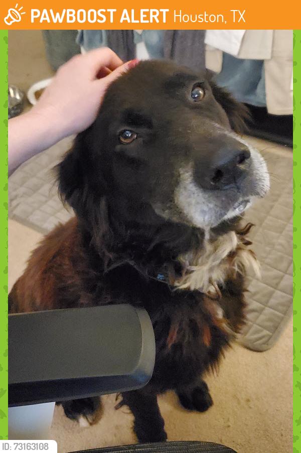 Found/Stray Male Dog last seen Near Winkleman Rd, Houston, TX 77083, Houston, TX 77083