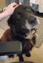 Found/Stray Male Dog last seen Near Winkleman Rd, Houston, TX 77083, Houston, TX 77083