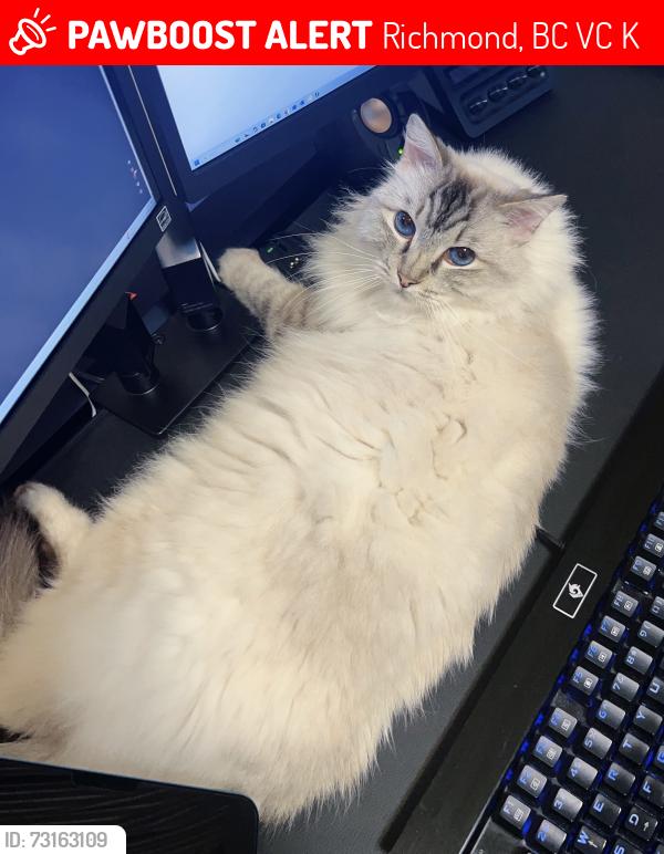 Lost Female Cat last seen Near Baffin Drive, Richmond BC, Richmond, BC V7C 5K6