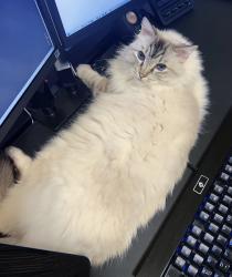 Lost Female Cat last seen Near Baffin Drive, Richmond BC, Richmond, BC V7C 5K6