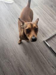 Found/Stray Male Dog last seen McKnight Mill Terr, Greensboro, NC 27405