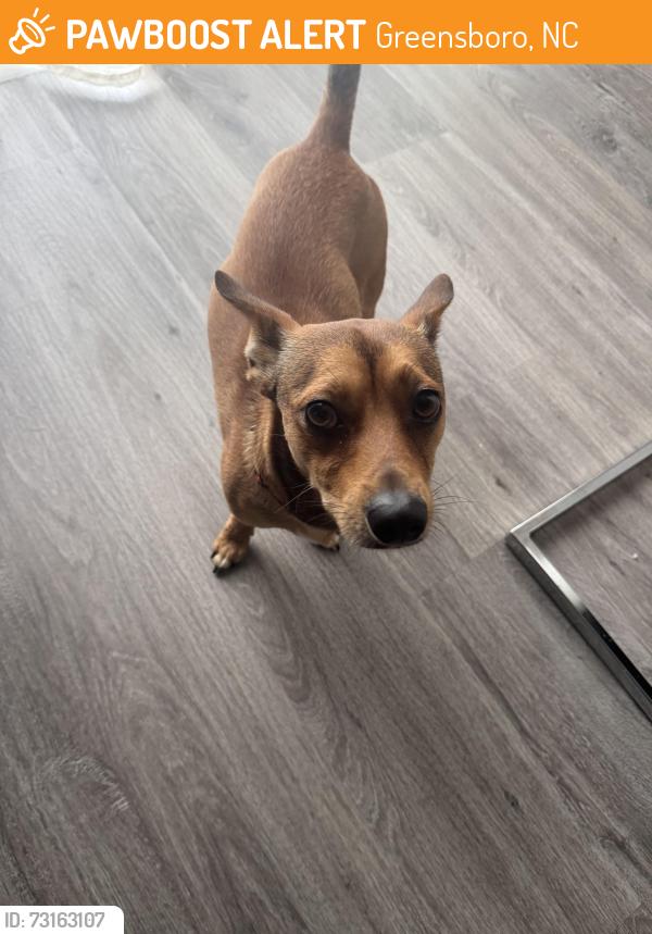 Found/Stray Male Dog last seen McKnight Mill Terr, Greensboro, NC 27405